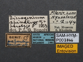 Pristocera_spinatum_SAM-HYM-P003866_labels
