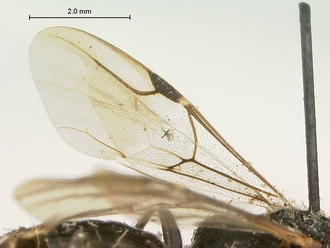 Pristocera_spinatum_SAM-HYM-P003866_wing
