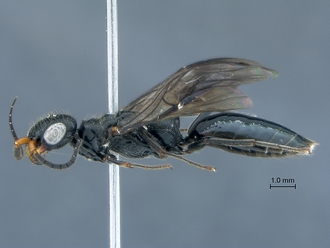 Pristocera_SAM-HYM-A033400_habitus_lateral