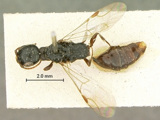 Pristocera_meridionalis_SAM-HYM-P003859_habitus_dorsal