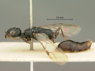 Pristocera_meridionalis_SAM-HYM-P003859_habitus_lateral