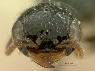 Pristocera_meridionalis_SAM-HYM-P003859_head_frontal