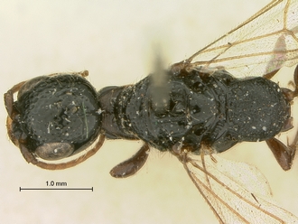 Pristocera_meridionalis_SAM-HYM-P003859_head_mesosoma_dorsal