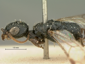 Pristocera_meridionalis_SAM-HYM-P003859_head_mesosoma_lateral