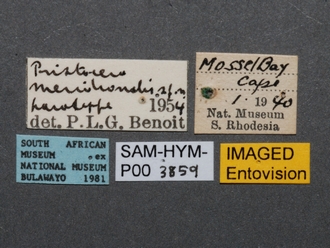 Pristocera_meridionalis_SAM-HYM-P003859_labels