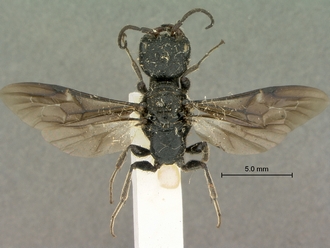 Pristocera_termitophila_SAM-HYM-P003860_habitus_dorsal