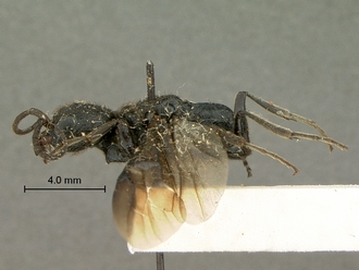 Pristocera_termitophila_SAM-HYM-P003860_habitus_lateral