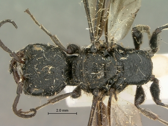 Pristocera_termitophila_SAM-HYM-P003860_head_mesosoma_dorsal