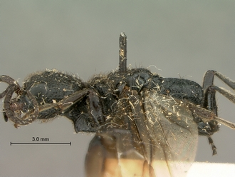 Pristocera_termitophila_SAM-HYM-P003860_head_mesosoma_lateral