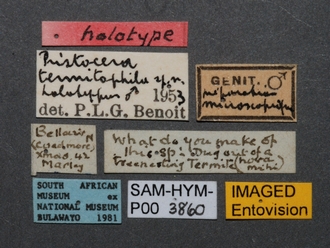Pristocera_termitophila_SAM-HYM-P003860_labels