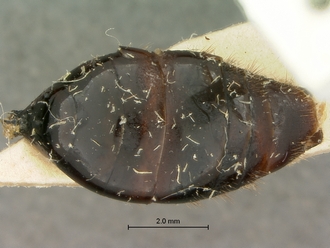 Pristocera_termitophila_SAM-HYM-P003860_metasoma_dorsal