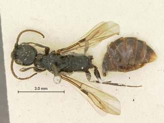Pristocera_vumbua_SAM-HYM-P003858_habitus_dorsal