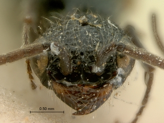Pristocera_vumbua_SAM-HYM-P003858_head_frontal