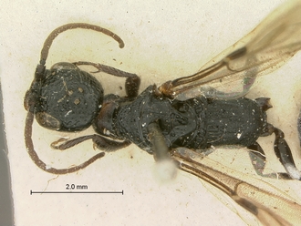 Pristocera_vumbua_SAM-HYM-P003858_head_mesosoma_dorsal
