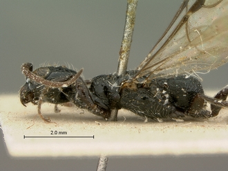 Pristocera_vumbua_SAM-HYM-P003858_head_mesosoma_lateral