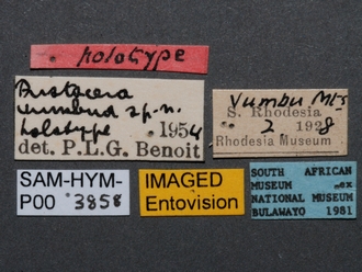 Pristocera_vumbua_SAM-HYM-P003858_labels