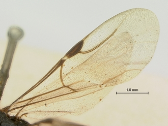 Pristocera_vumbua_SAM-HYM-P003858_wing