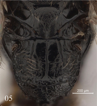 Trichiscus_copelandi