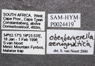 Obenbergerella_aenigmatica_data_labels