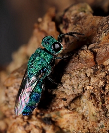 Chrysididae_Vida_van_der_Walt