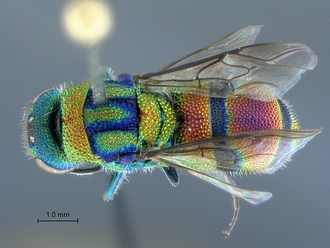 Chrysis_eximia_SAM-HYM-A022505_habitus_dorsal