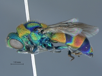 Chrysis_eximia_SAM-HYM-A022505_habitus_lateral