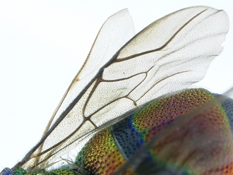 Chrysis_eximia_SAM-HYM-A022505_habitus_wing