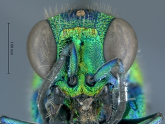 Chrysis_eximia_SAM-HYM-A022505_head_anterior