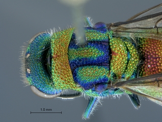 Chrysis_eximia_SAM-HYM-A022505_head_mesosoma_dorsal