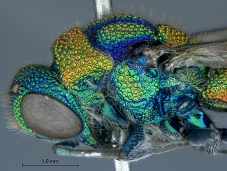 Chrysis_eximia_SAM-HYM-A022505_head_mesosoma_lateral