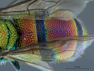 Chrysis_eximia_SAM-HYM-A022505_metasoma_dorsal