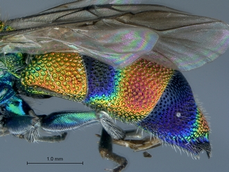Chrysis_eximia_SAM-HYM-A022505_metasoma_lateral
