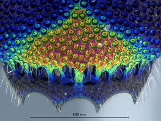Chrysis_eximia_SAM-HYM-A022505_tergite3_apex