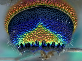 Chrysis_eximia_SAM-HYM-A022505_tergite3_apex