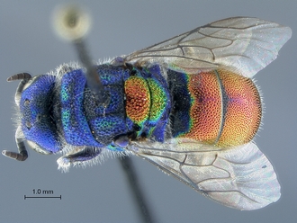 Chrysis_species_2_SAM-HYM-A026209_habitus_dorsal