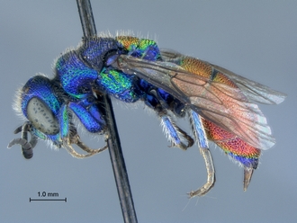 Chrysis_species_2_SAM-HYM-A026209_habitus_lateral