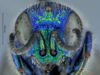 Chrysis_species_2_SAM-HYM-A026209_head_anterior