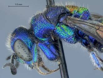 Chrysis_species_2_SAM-HYM-A026209_head_mesosoma_lateral