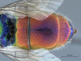 Chrysis_species_2_SAM-HYM-A026209_metasoma_dorsal