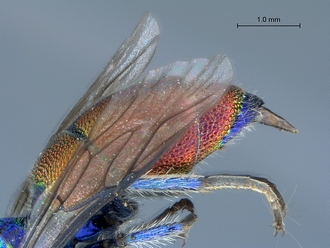 Chrysis_species_2_SAM-HYM-A026209_metasoma_lateral