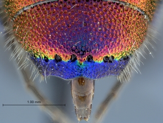 Chrysis_species_2_SAM-HYM-A026209_tergite3_apex