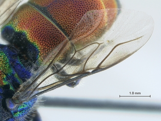 Chrysis_species_2_SAM-HYM-A026209_wing