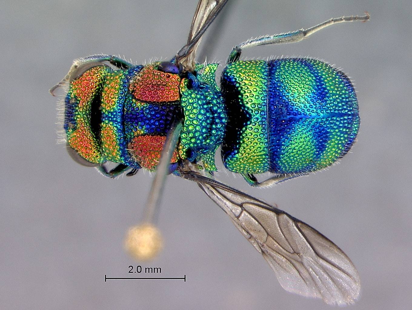 Chrysis splendens