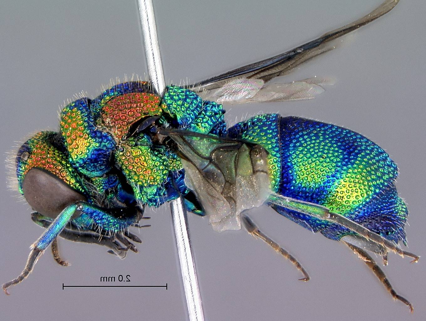 Chrysidoidea
