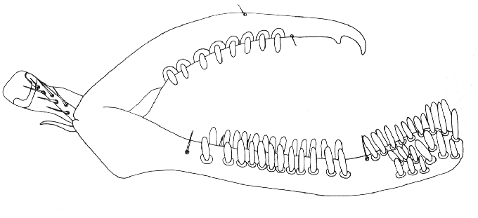Gonatopus_cafer