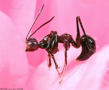 Gonatopus_species_copyright_Vida_van_der_Walt