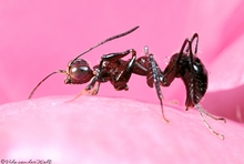 Gonatopus_species_copyright_Vida_van_der_Walt
