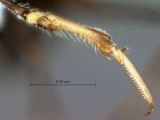 Gonatopus_subrufulus_fore_tarsus