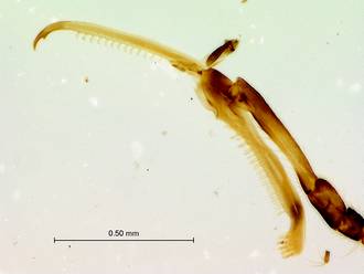 Gonatopus_subrufulus_fore_tarsus_slide_prep