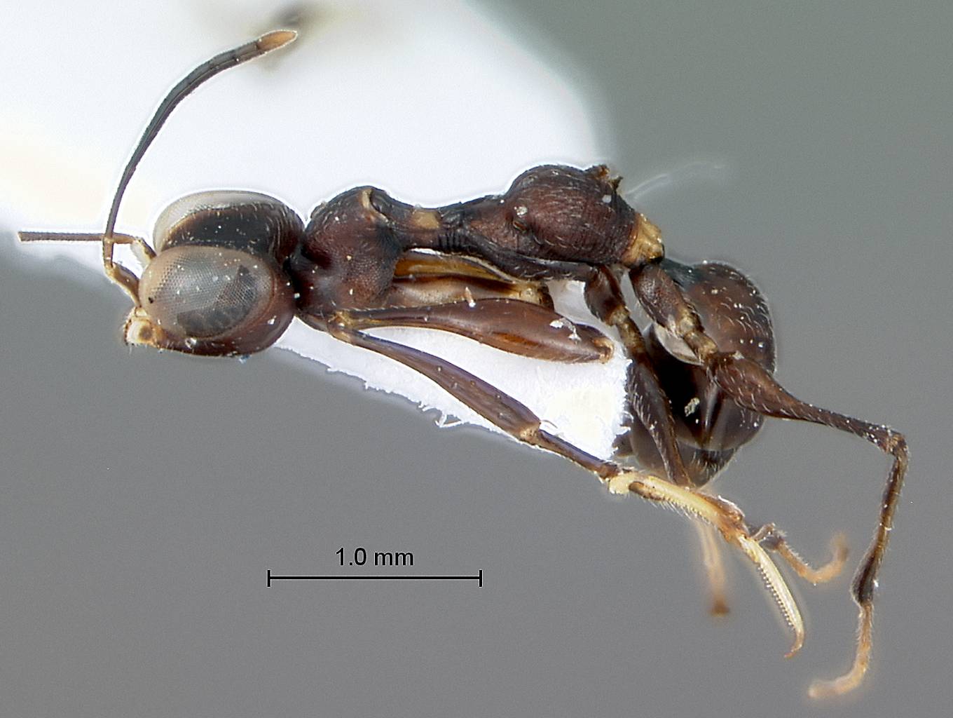 Gonatopus_subrufulus_habitus_lateral